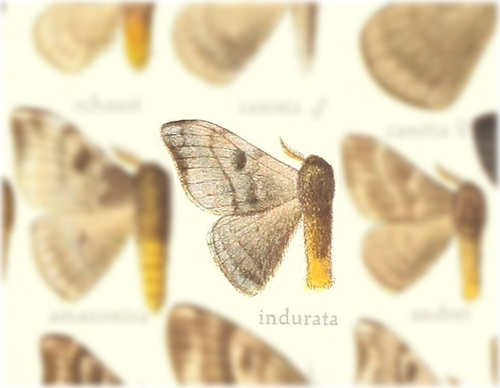 Hylesia indurata