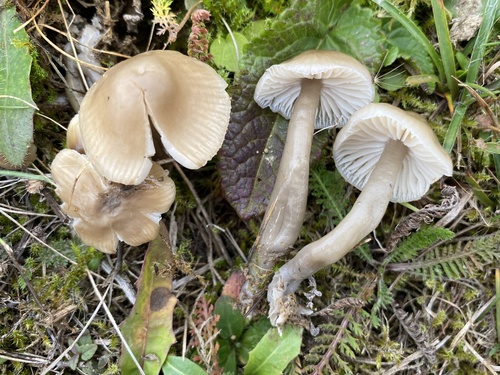 Slimy Waxcap