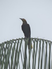 Psarocolius angustifrons angustifrons