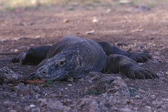 Varanus komodoensis