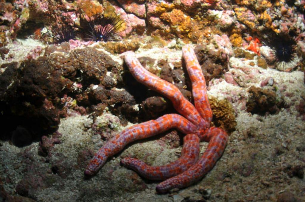 Leiaster coriaceus