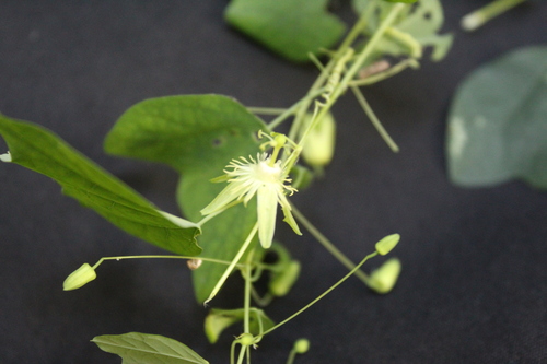 Image of Passiflora filipes by no rights reserved