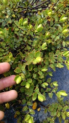 Veronica decumbens