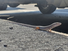 Takydromus viridipunctatus