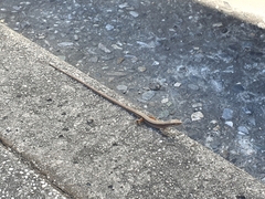 Takydromus viridipunctatus