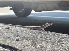 Takydromus viridipunctatus