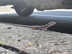 Takydromus viridipunctatus