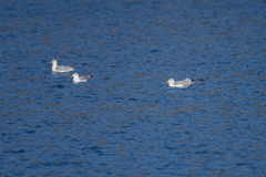 Larus delawarensis