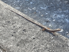 Takydromus viridipunctatus