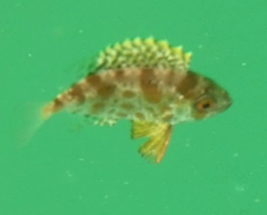 Priacanthus macracanthus