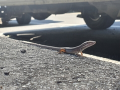 Takydromus viridipunctatus