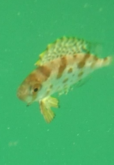 Priacanthus macracanthus