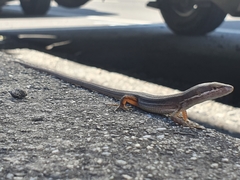 Takydromus viridipunctatus