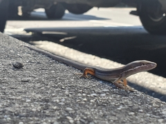 Takydromus viridipunctatus