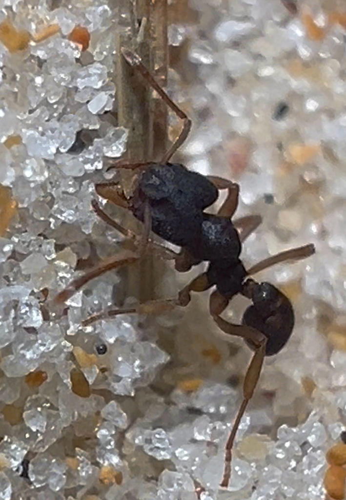 Mycetophylax conformis