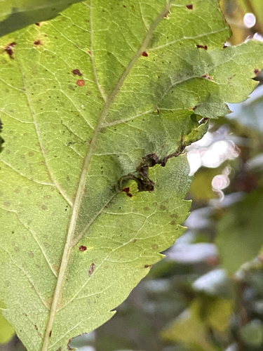 Unknown species found near Lane County, US-OR, US
