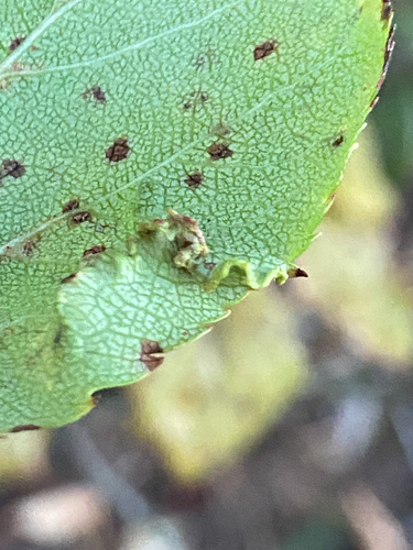 Unknown species found near Lane County, US-OR, US