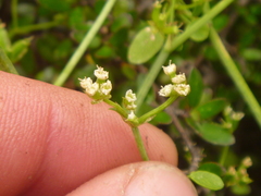 Scandia geniculata