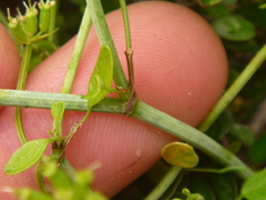 Scandia geniculata
