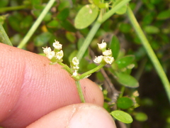 Scandia geniculata