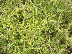 Scandia geniculata