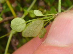 Scandia geniculata