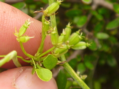 Scandia geniculata