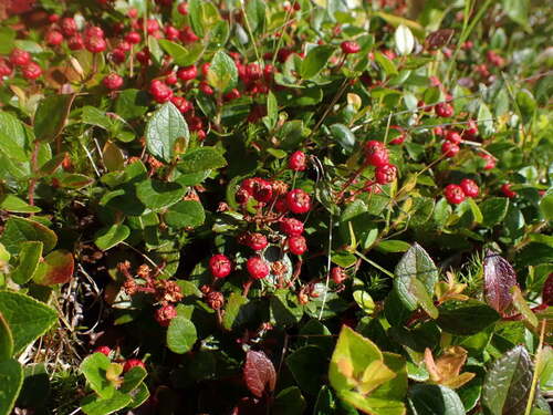 Gaultheria adenothrix observed 2025-08-18