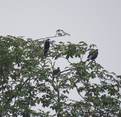 Gymnoderus foetidus