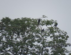 Gymnoderus foetidus
