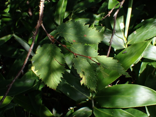 Betula corylifolia iNat (2)