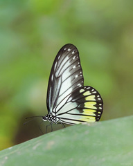 Ideopsis vitrea