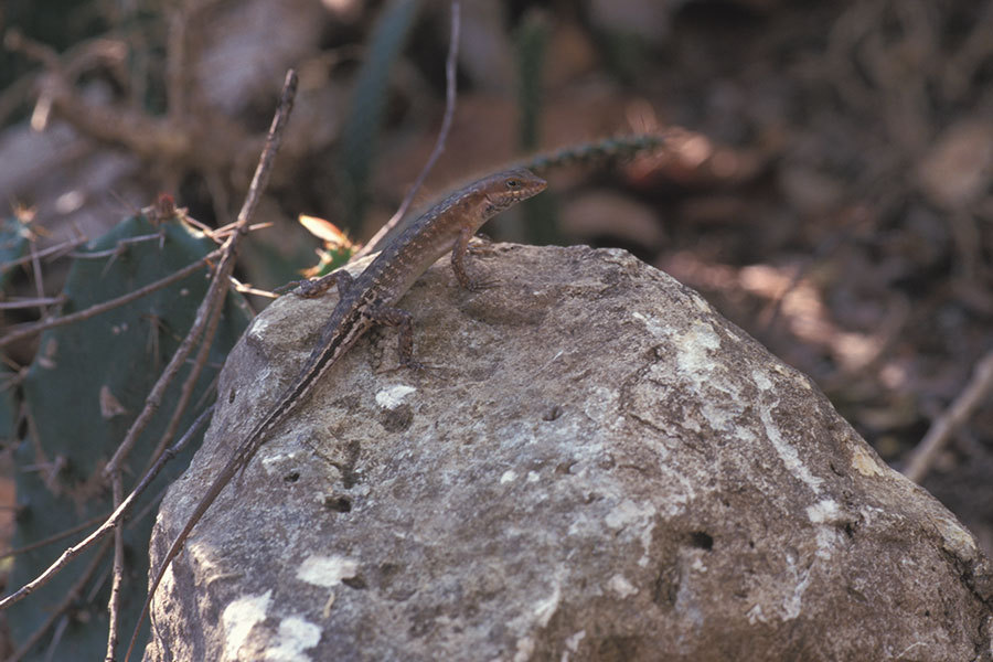 Flores Forest Skink