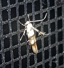 Stathmopoda tritophaea