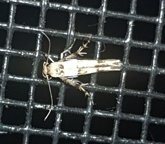 Stathmopoda tritophaea