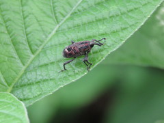 Rhodobaenus