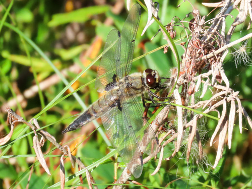 Four-spotted Skimmer