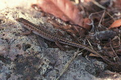 Flores Forest Skink photo 2