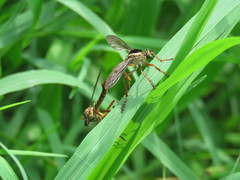 Diogmites craverii