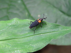 Rhodobaenus