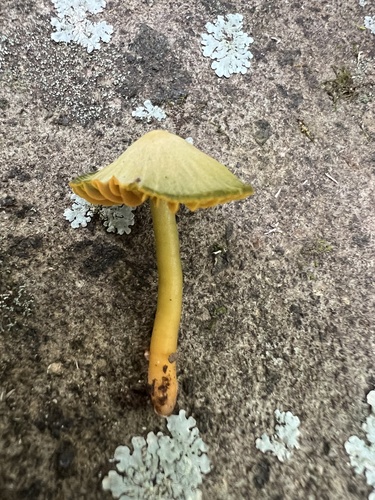 Gliophorus psittacinus