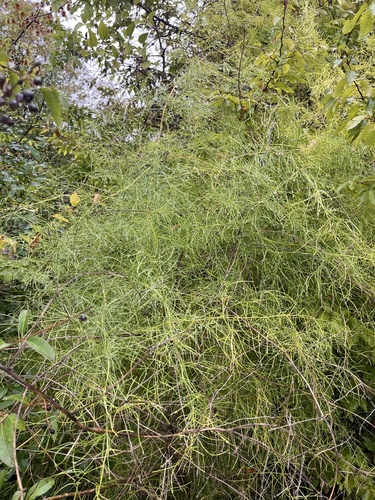 vining asparagus (Asparagus verticillatus)