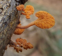 Favolaschia calocera