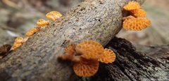 Favolaschia calocera