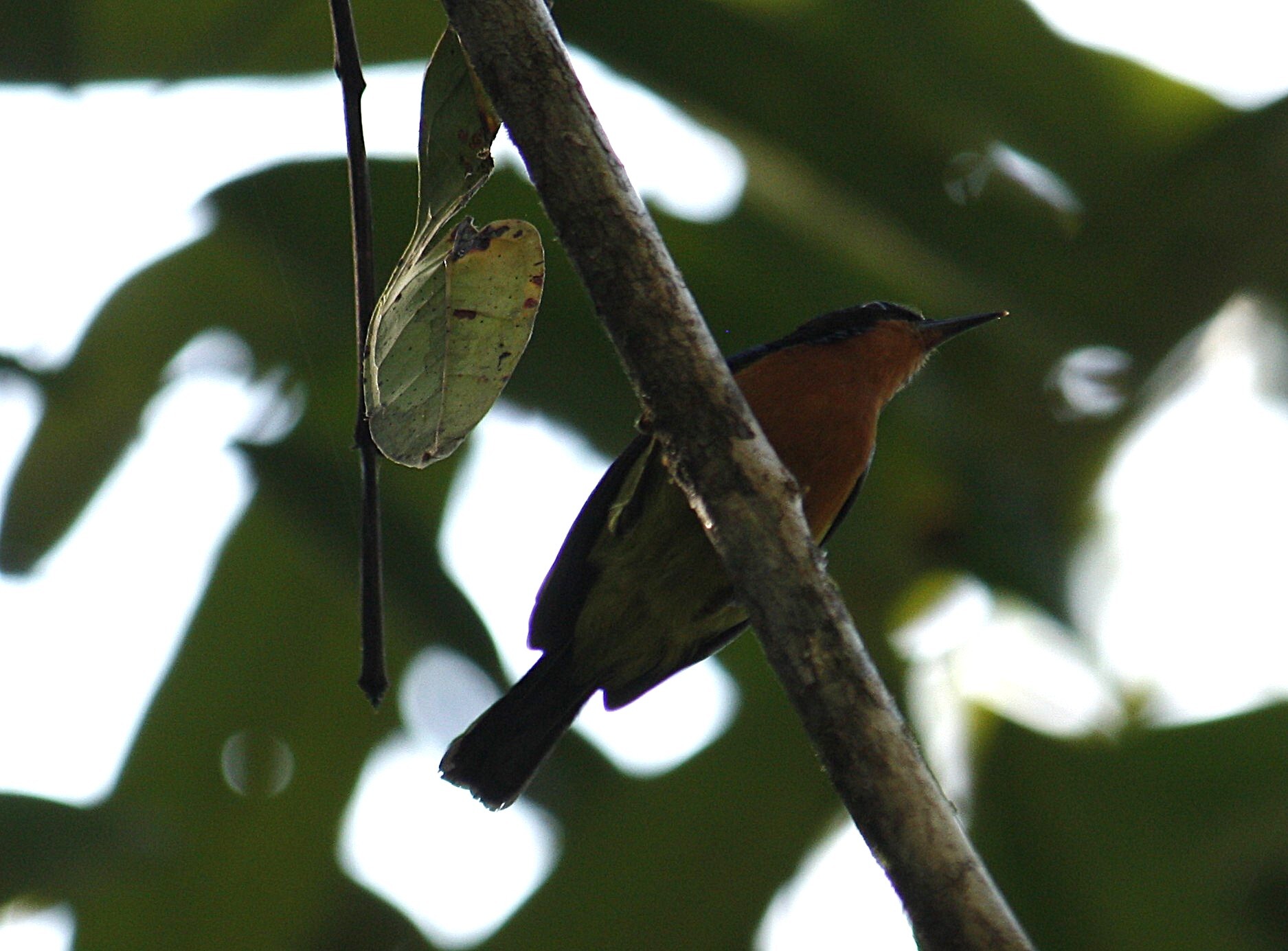 Ruby-cheeked Sunbird