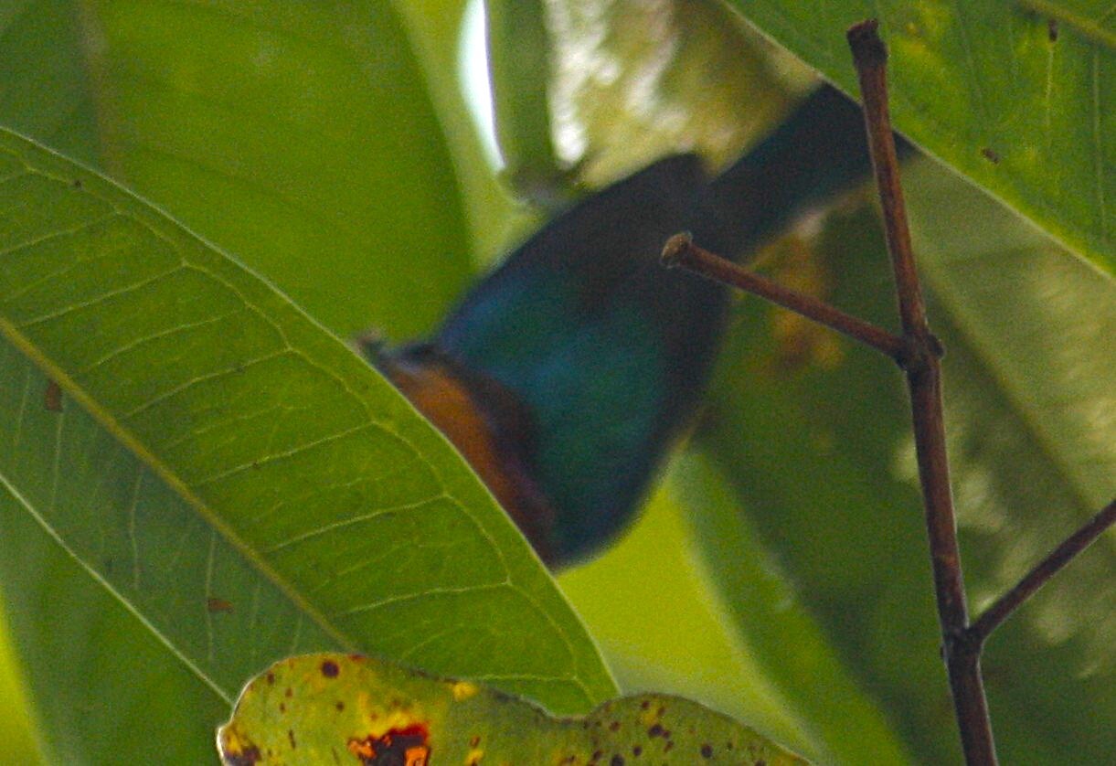Ruby-cheeked Sunbird