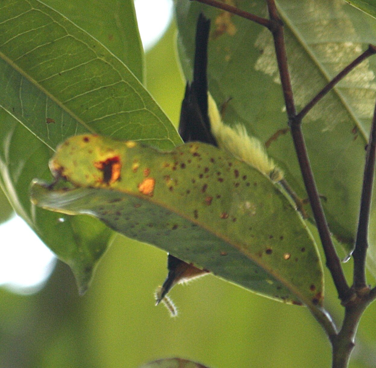 Ruby-cheeked Sunbird