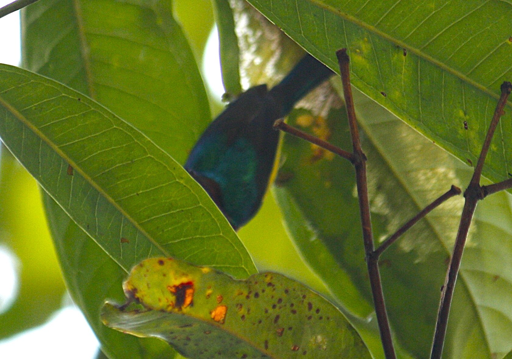 Ruby-cheeked Sunbird