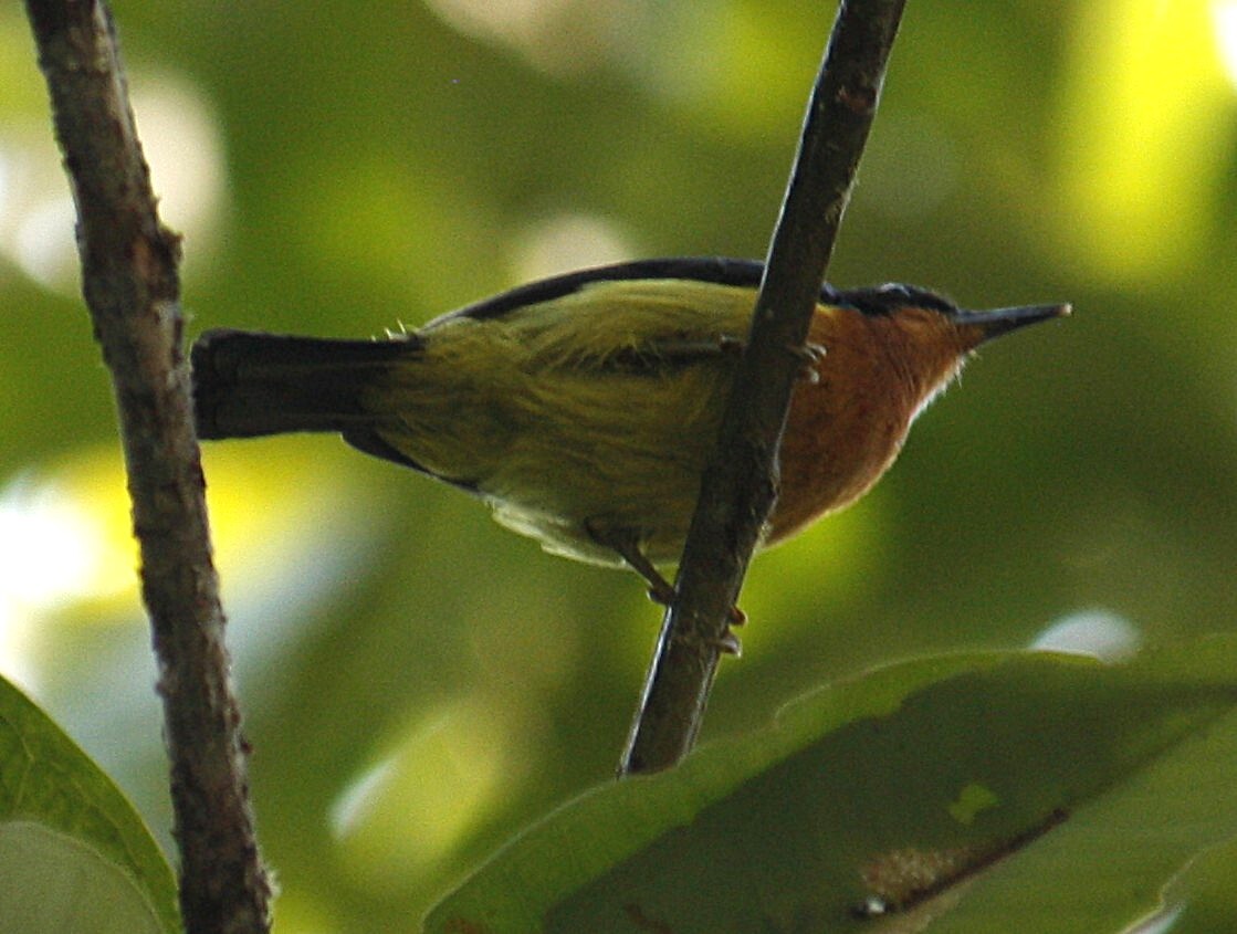 Ruby-cheeked Sunbird