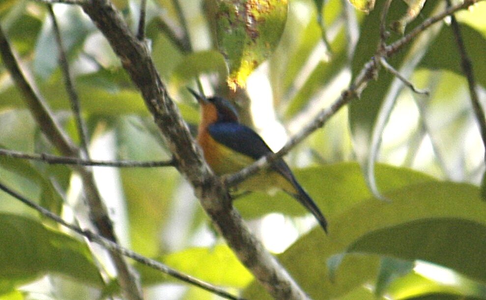 Ruby-cheeked Sunbird
